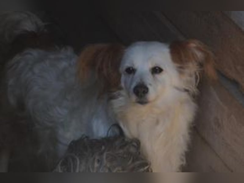Fifi, eine von zwölf zurückgebliebenen Hunden sucht ein neues Zuhause