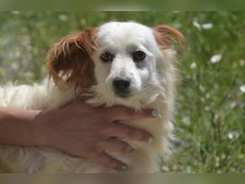Fifi, eine von zwölf zurückgebliebenen Hunden sucht ein neues Zuhause