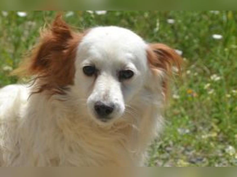 Fifi, eine von zwölf zurückgebliebenen Hunden sucht ein neues Zuhause