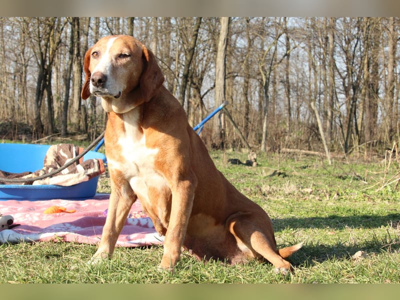 zarte Hundeseele - Gina