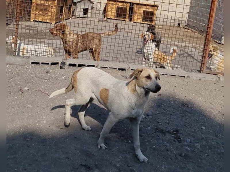 Liebe Nala wünscht sich ein Zuhause