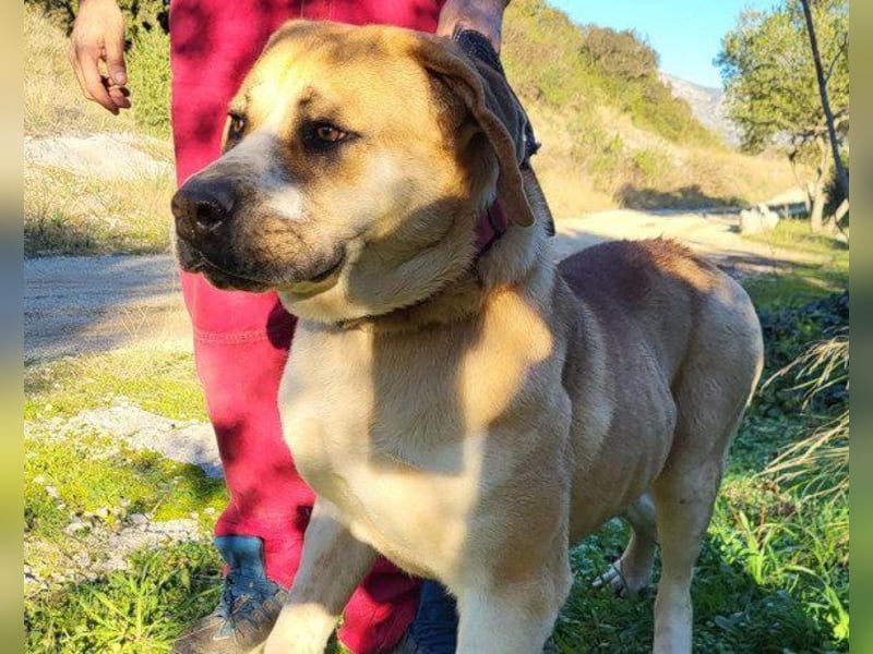 Notfellhündin♥Honey♥sucht dringend PS/ES