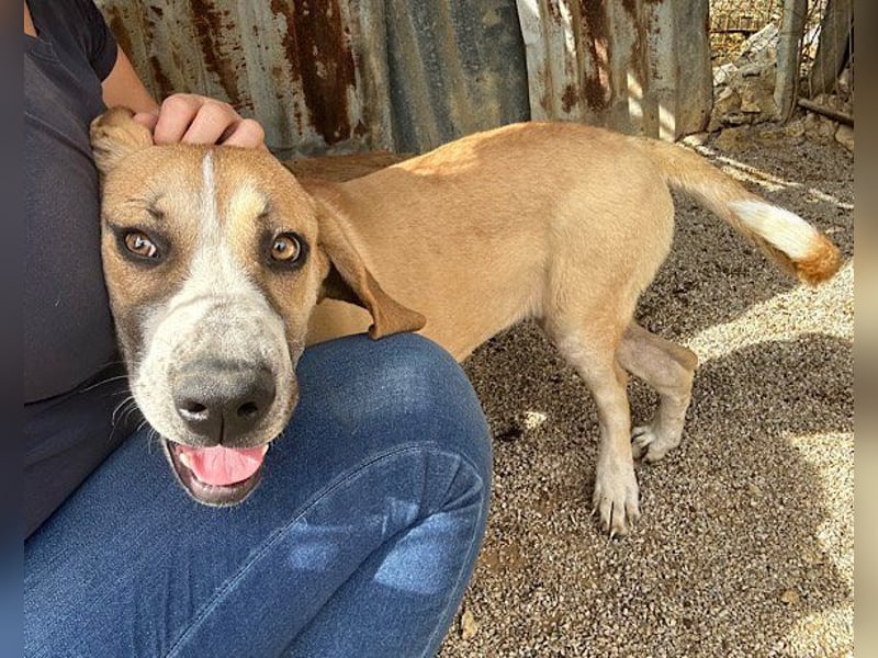 Notfellhündin♥Honey♥sucht dringend PS/ES