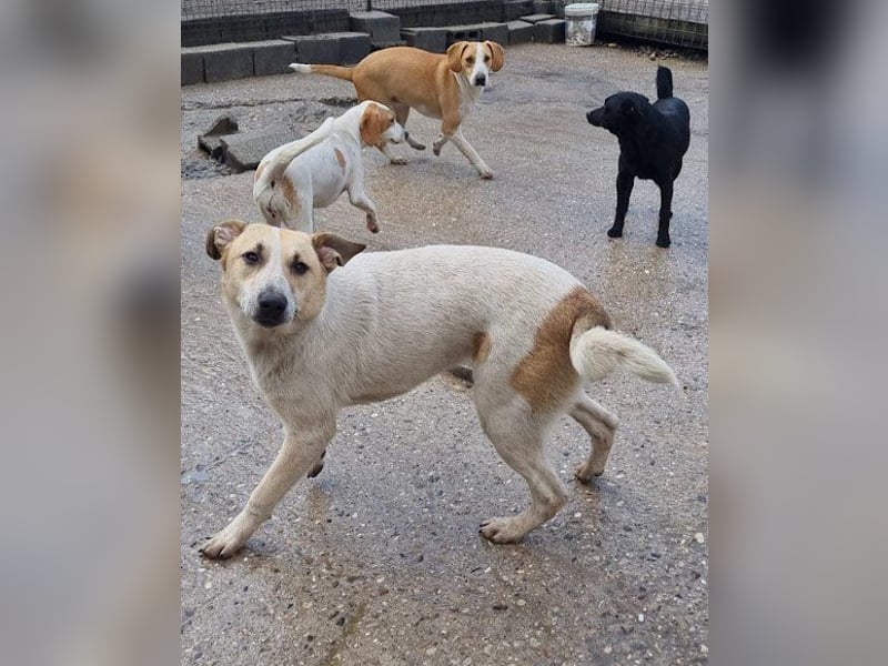 Liebe Nala wünscht sich ein Zuhause