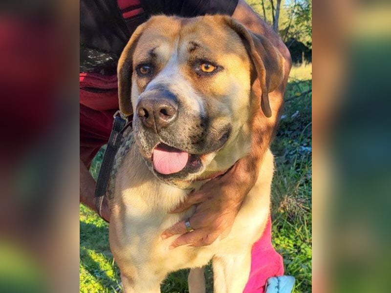 Notfellhündin♥Honey♥sucht dringend PS/ES