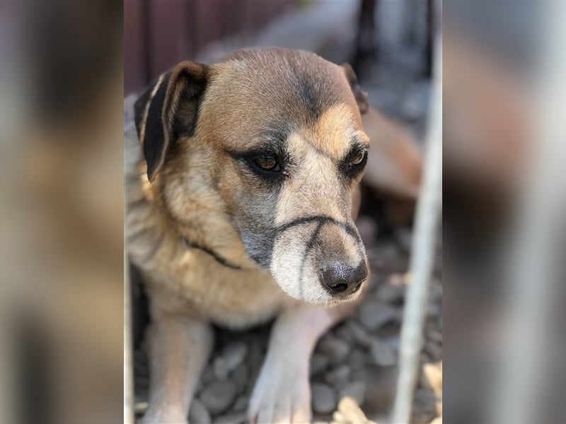 Süße Sandy sucht ihre Familie! 