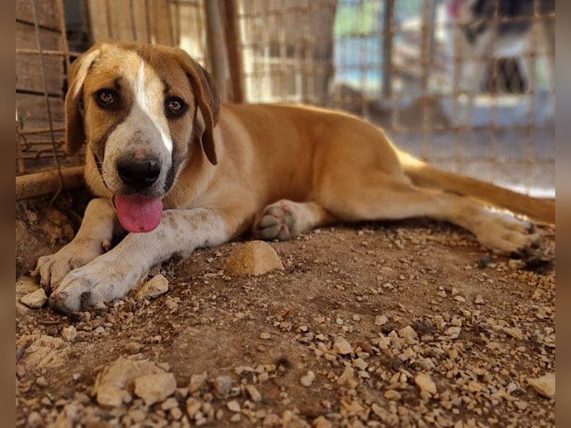 Notfellhündin♥Honey♥sucht dringend PS/ES