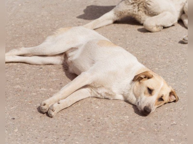 Liebe Nala möchte bei dir einziehen