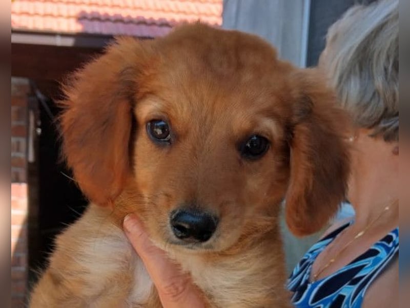 Kleine Mina ❤️ zauberhaftes Welpenmädchen