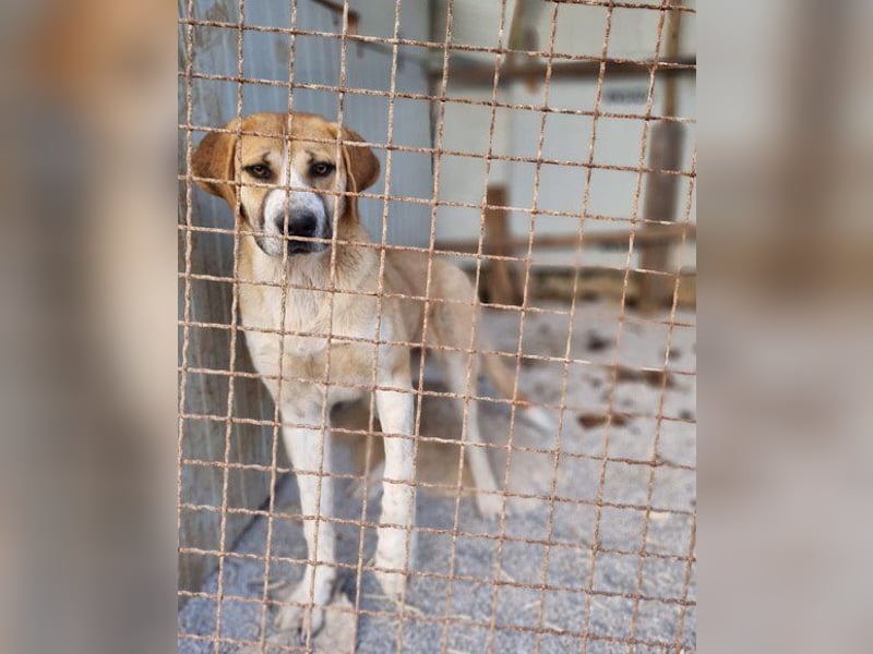 Notfellhündin♥Honey♥sucht dringend PS/ES