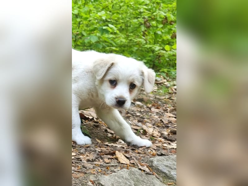 Labrador-Mischlingswelpe sucht liebevolles Zuhause