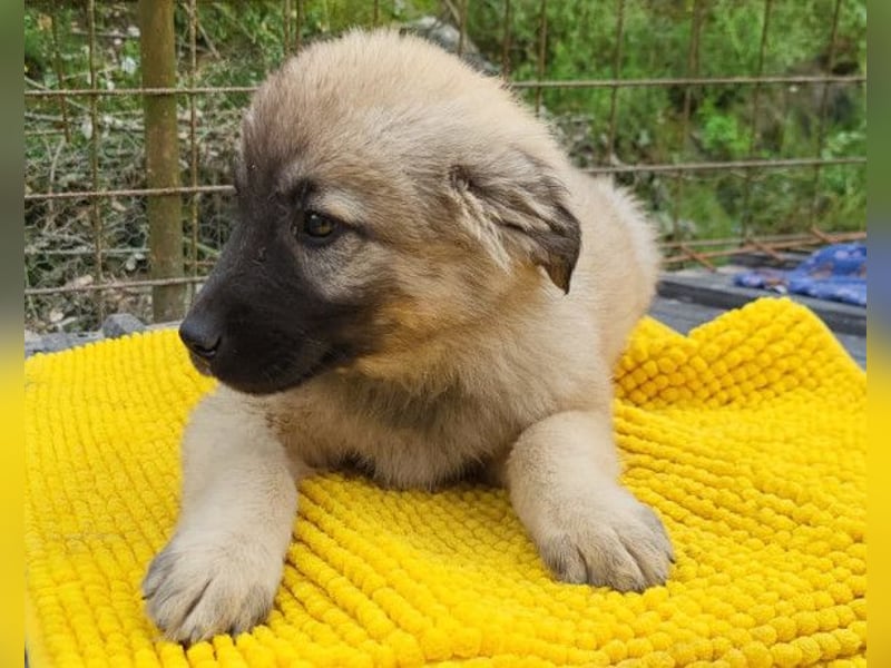 Suki ❤️ Süßes + liebes Welpenmädchen!