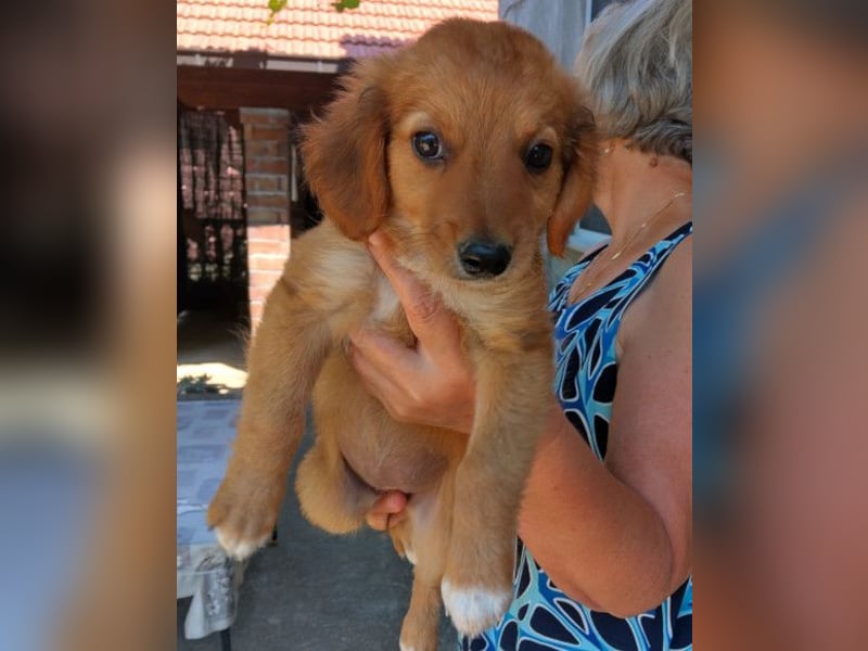 Kleine Mina ❤️ zauberhaftes Welpenmädchen