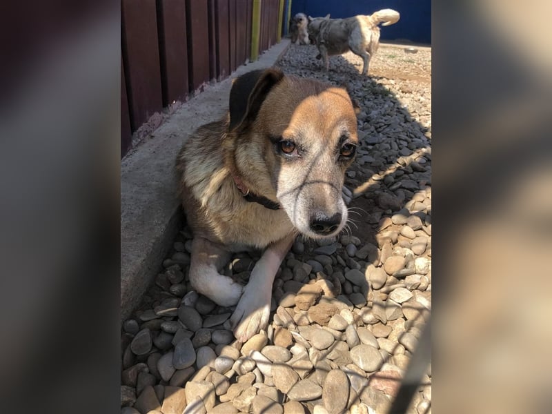 Süße Sandy sucht ihre Familie! 