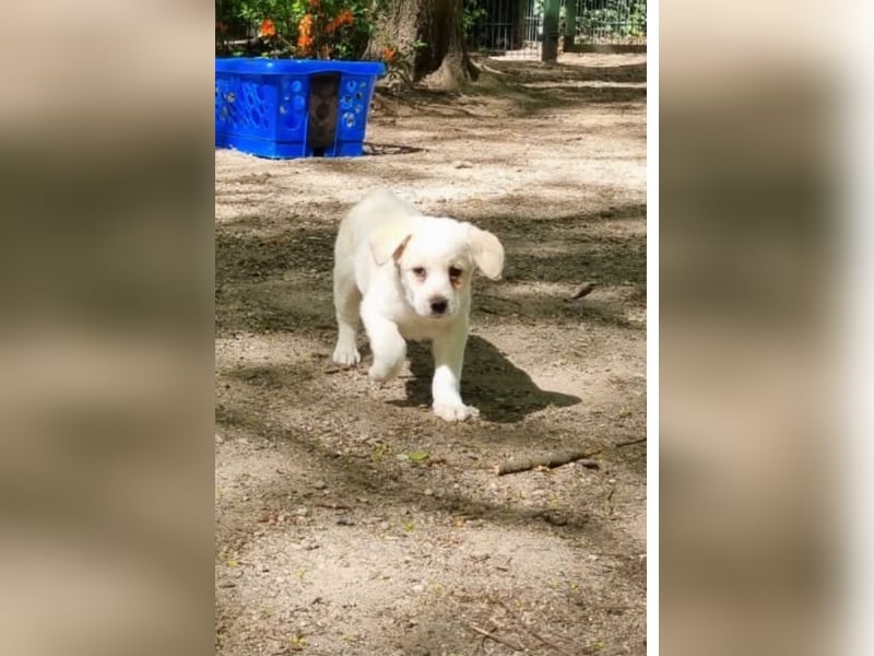 Labrador-Mischlingswelpe sucht liebevolles Zuhause