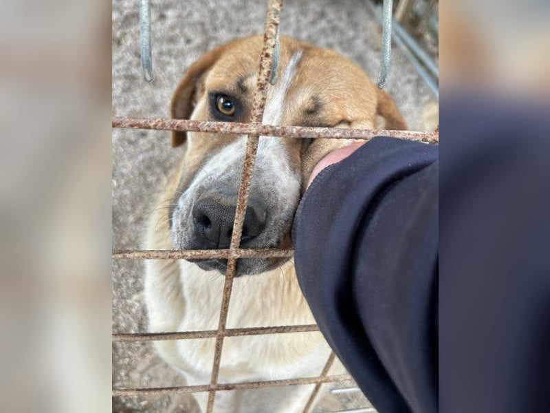Notfellhündin♥Honey♥sucht dringend PS/ES
