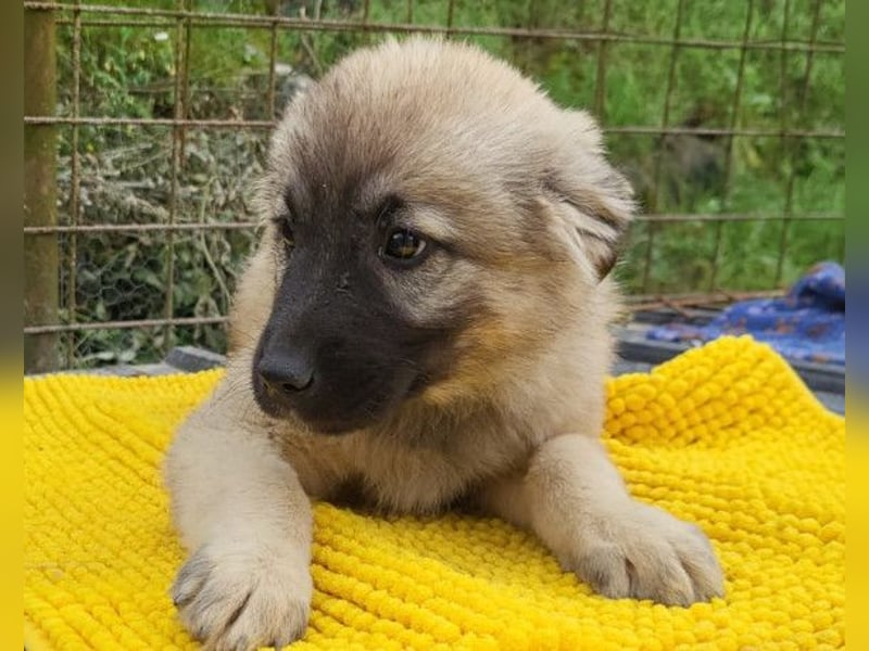 Suki ❤️ Süßes + liebes Welpenmädchen!