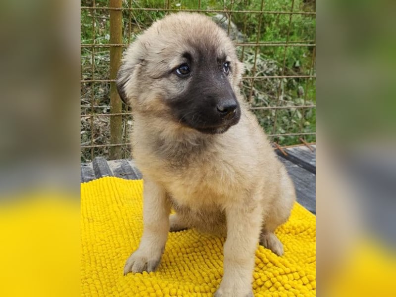Suki ❤️ Süßes + liebes Welpenmädchen!