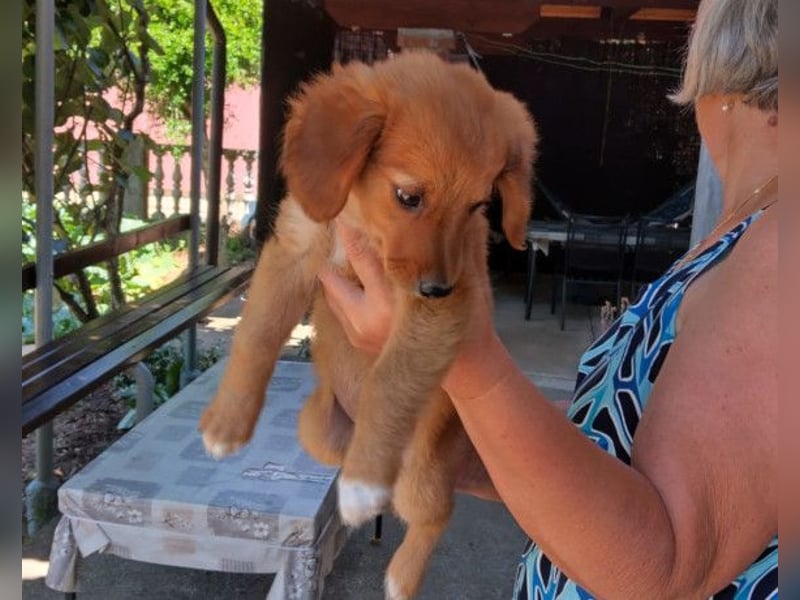 Kleine Mina ❤️ zauberhaftes Welpenmädchen