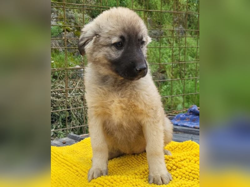Suki ❤️ Süßes + liebes Welpenmädchen!