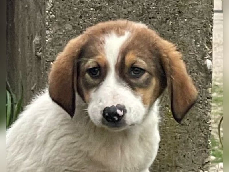 Lola ❤️ neugieriger, verschmuster HSH-Mix