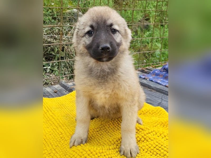 Suki ❤️ Süßes + liebes Welpenmädchen!