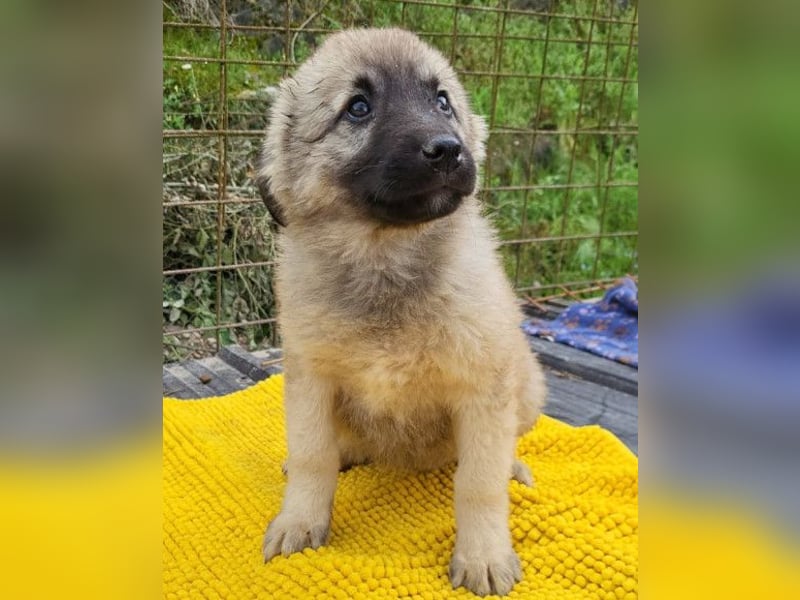 Suki ❤️ Süßes + liebes Welpenmädchen!