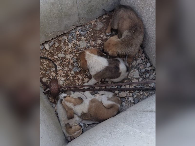 Liebe Nala wünscht sich ein Zuhause
