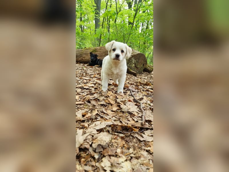 Labrador-Mischlingswelpe sucht liebevolles Zuhause