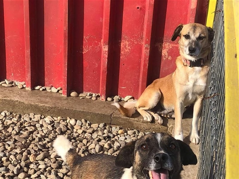 Süße Sandy sucht ihre Familie! 