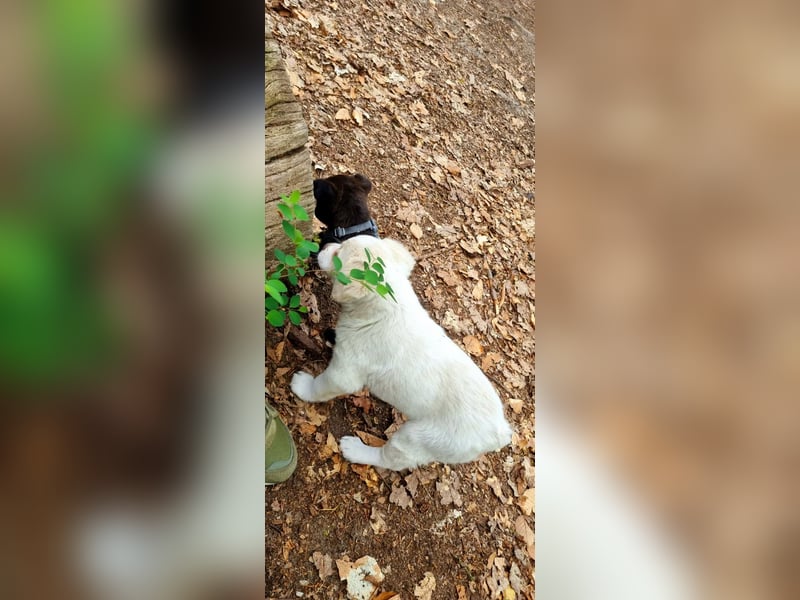 Labrador-Mischlingswelpe sucht liebevolles Zuhause