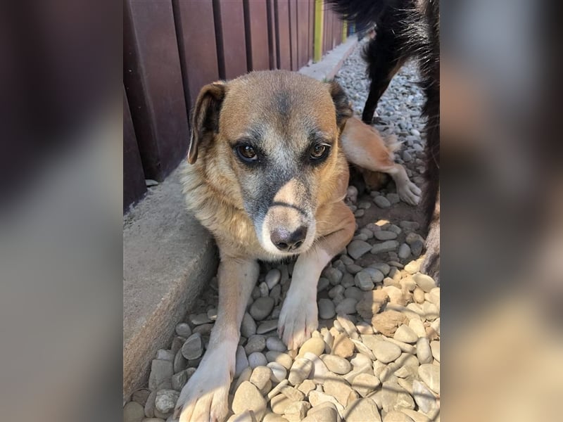 Süße Sandy sucht ihre Familie! 