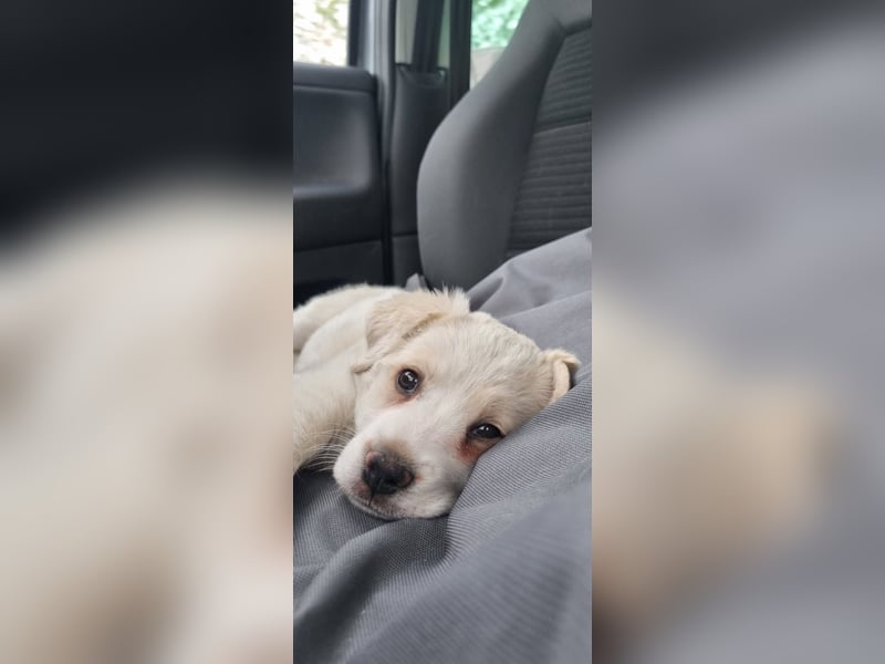 Labrador-Mischlingswelpe sucht liebevolles Zuhause