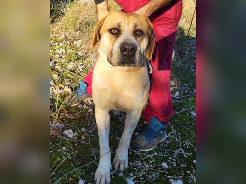 Notfellhündin♥Honey♥sucht dringend PS/ES