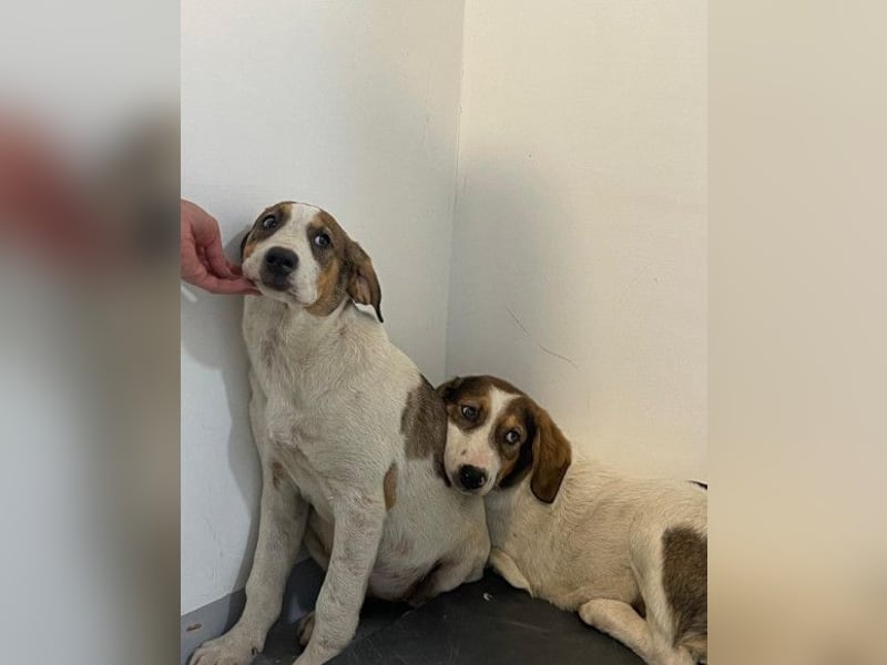 Lola ❤️ neugieriger, verschmuster HSH-Mix