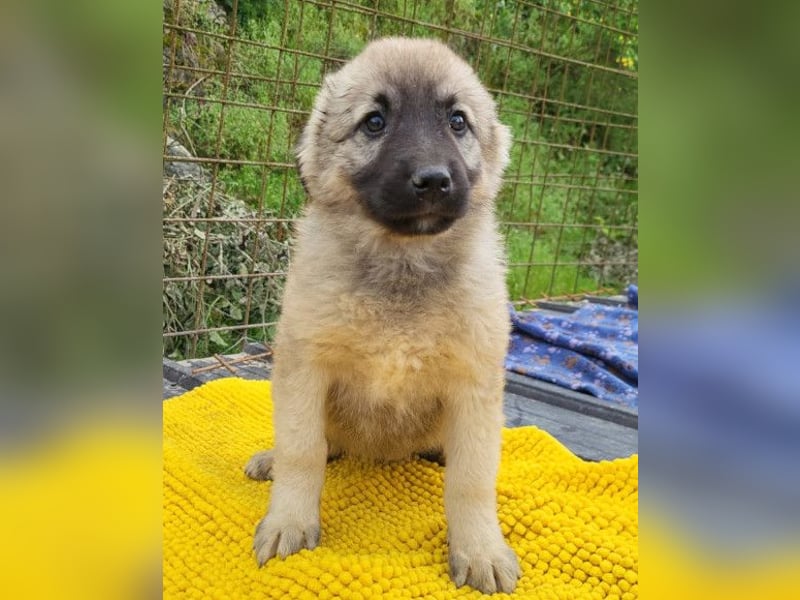 Suki ❤️ Süßes + liebes Welpenmädchen!