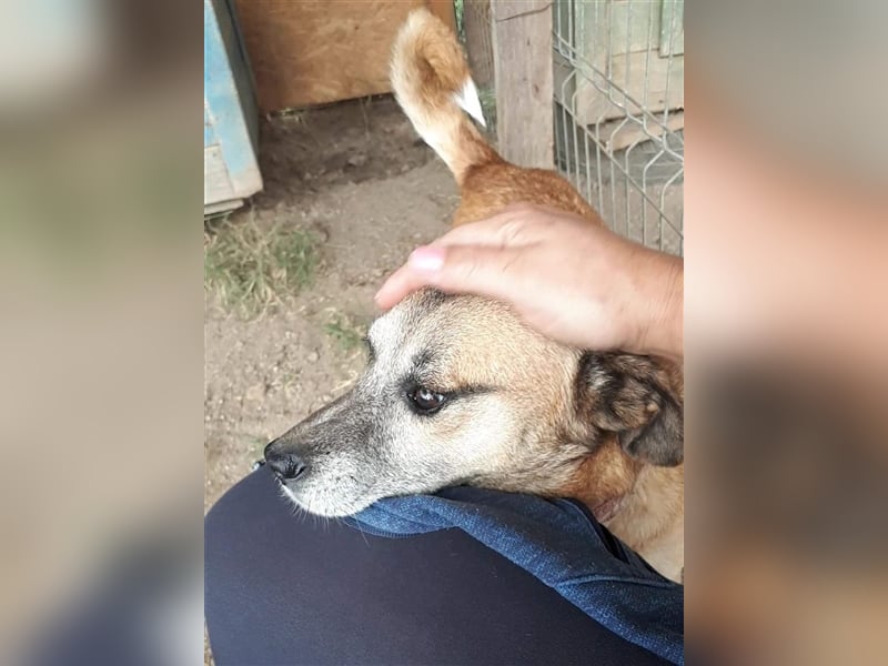 Süße Sandy sucht ihre Familie! 
