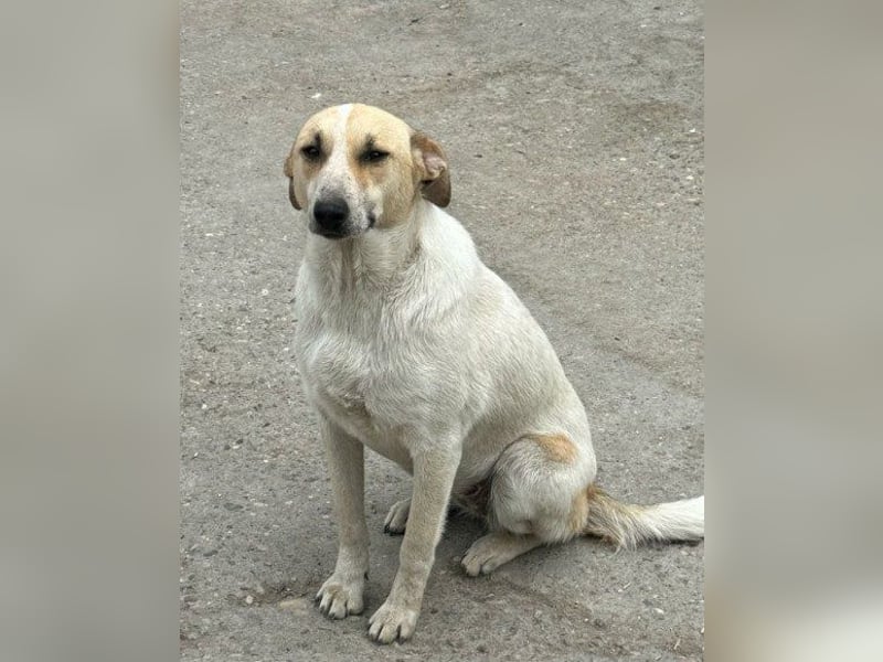 Liebe Nala möchte bei dir einziehen