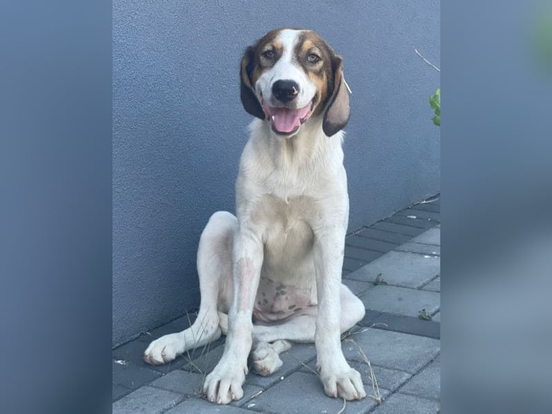 Lola ❤️ neugieriger, verschmuster HSH-Mix