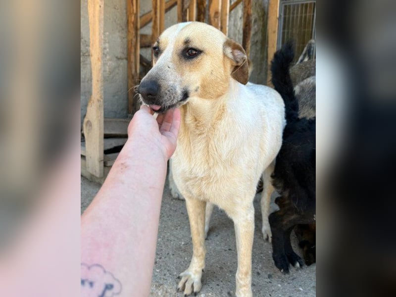 Liebe Nala wünscht sich ein Zuhause