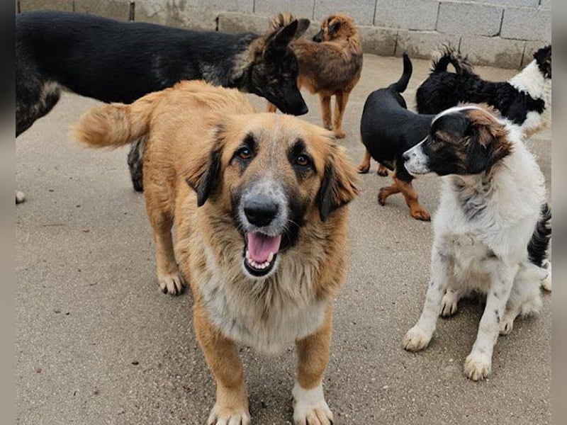 Goldschatz Grace sucht ihre Familie