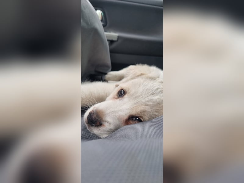 Labrador-Mischlingswelpe sucht liebevolles Zuhause