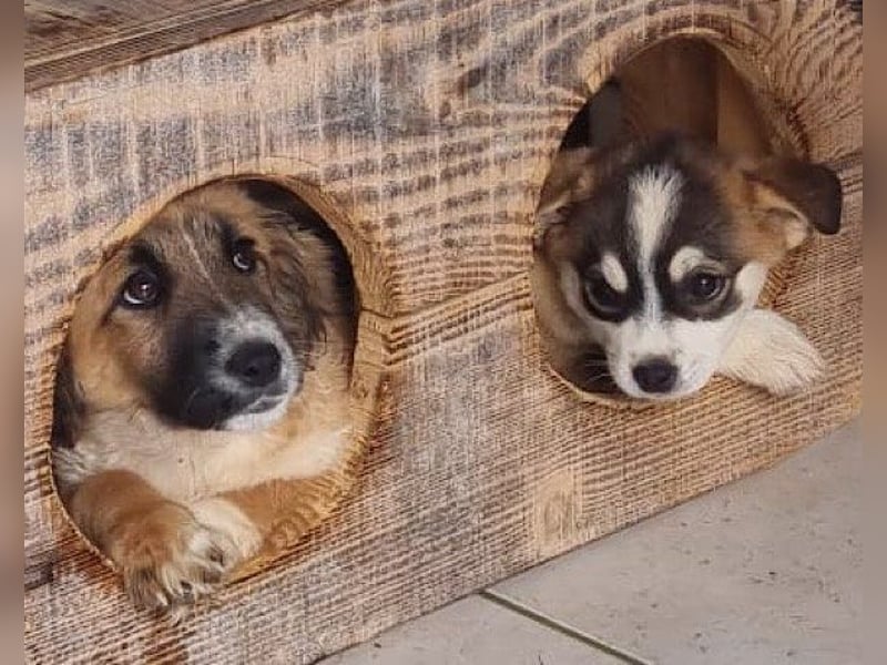 Goldschatz Grace sucht ihre Familie