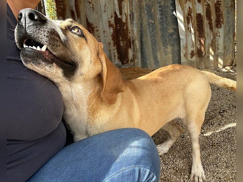 Notfellhündin♥Honey♥sucht dringend PS/ES