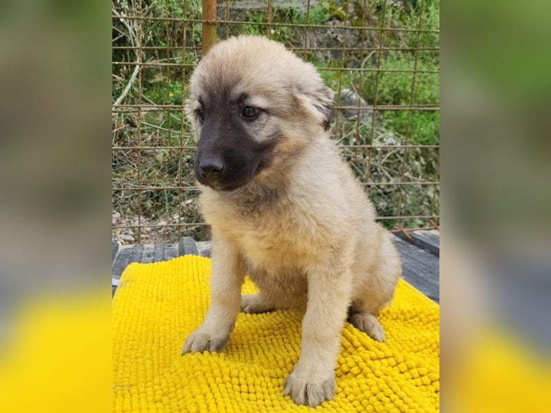 Suki ❤️ Süßes + liebes Welpenmädchen!