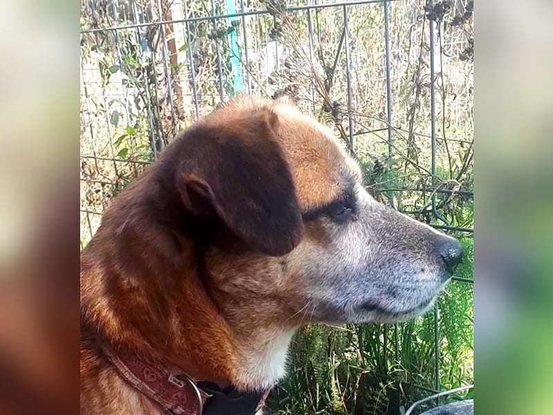 Süße Sandy sucht ihre Familie! 
