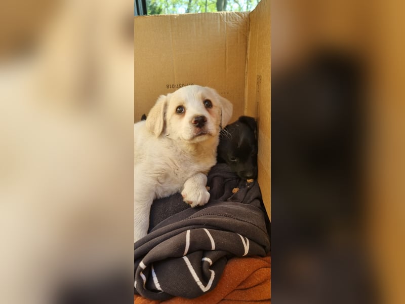 Labrador-Mischlingswelpe sucht liebevolles Zuhause