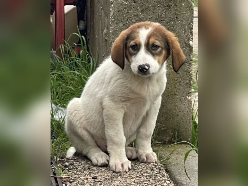 Lola ❤️ neugieriger, verschmuster HSH-Mix