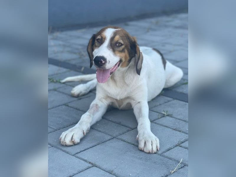 Lola ❤️ neugieriger, verschmuster HSH-Mix