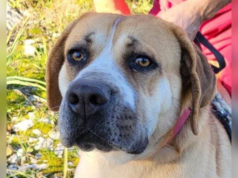 Notfellhündin♥Honey♥sucht dringend PS/ES